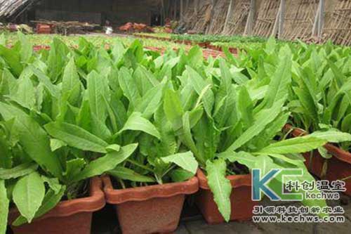 無土栽培，無土栽培技術，無土栽培設備