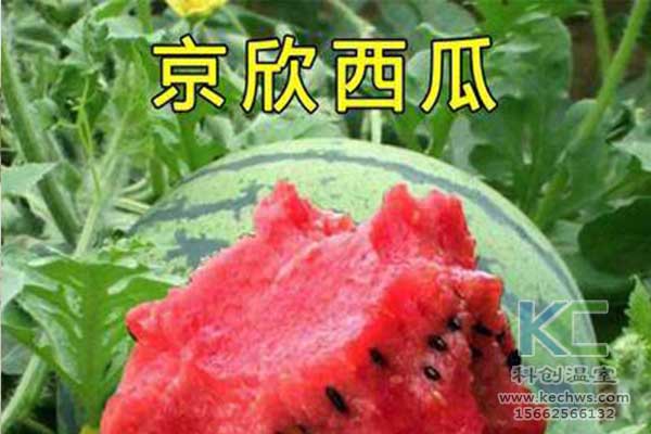 無土栽培，無土栽培技術，無土栽培設備