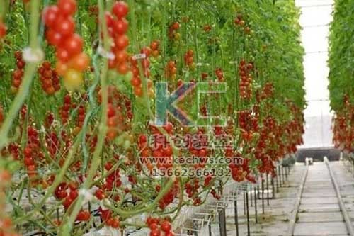 無土栽培，無土栽培技術，無土栽培設備