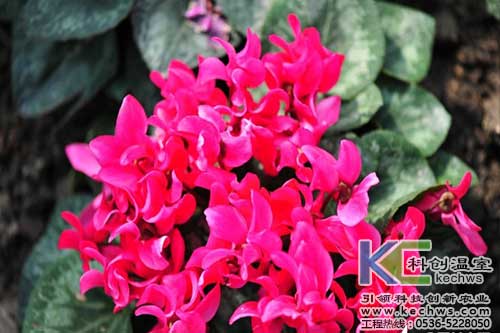 無(wú)土栽培，無(wú)土栽培技術(shù)，無(wú)土栽培設(shè)備